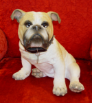 Picture of English Bulldog - Winston